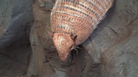 dasypodidae is a family of mostly extinct genera of armadillos