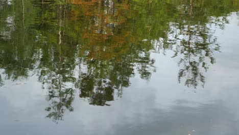 looking at reflection in the water of cypress and tupelo trees