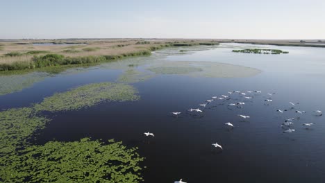 drone wildlife large bird shot flying over flock of pelicans on large lake in danube delta romania