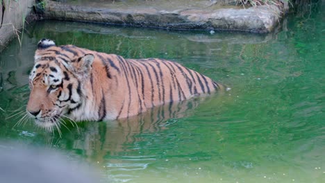 static shot of a tiger doing a bath