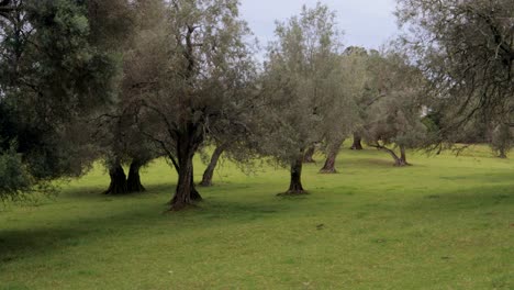 la maravillosa vegetación del parque de cornwall, caminar a través de los olivos en auckland