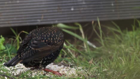 Hand-held-shot-of-a-Common-starling-eating-food-off-of-the-ground