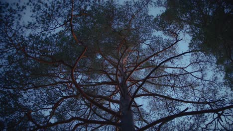 An-eerie-tree-in-a-forest-with-crooked-branches-and-golden-sunlight