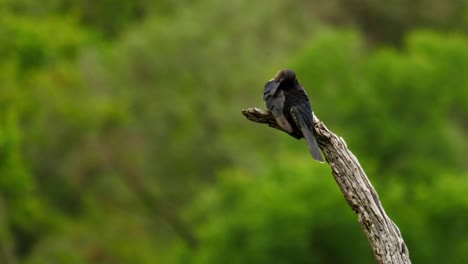 Cámara-Lenta:-El-Cuco-Negro-Adulto-Se-Prepara-Y-Las-Plumas-De-Los-Volantes,-Encima-De-Una-Rama-Seca,-Con-Un-Fondo-De-Vegetación-Verde-Desenfocado