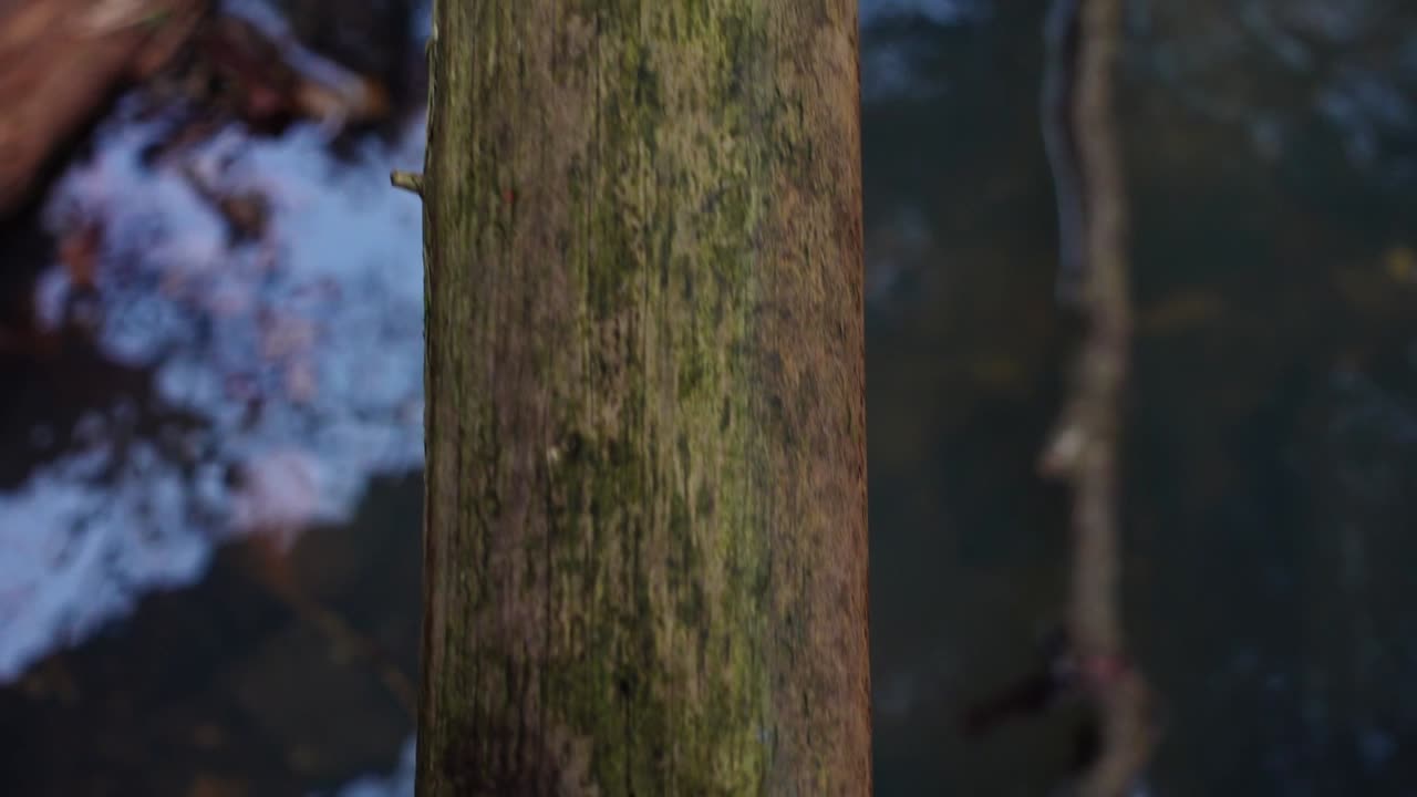 Ripresa di un tronco d'albero su un fiume.