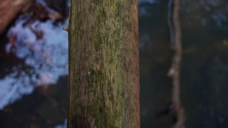 Following-shot-of-a-tree-trunk-over-a-river