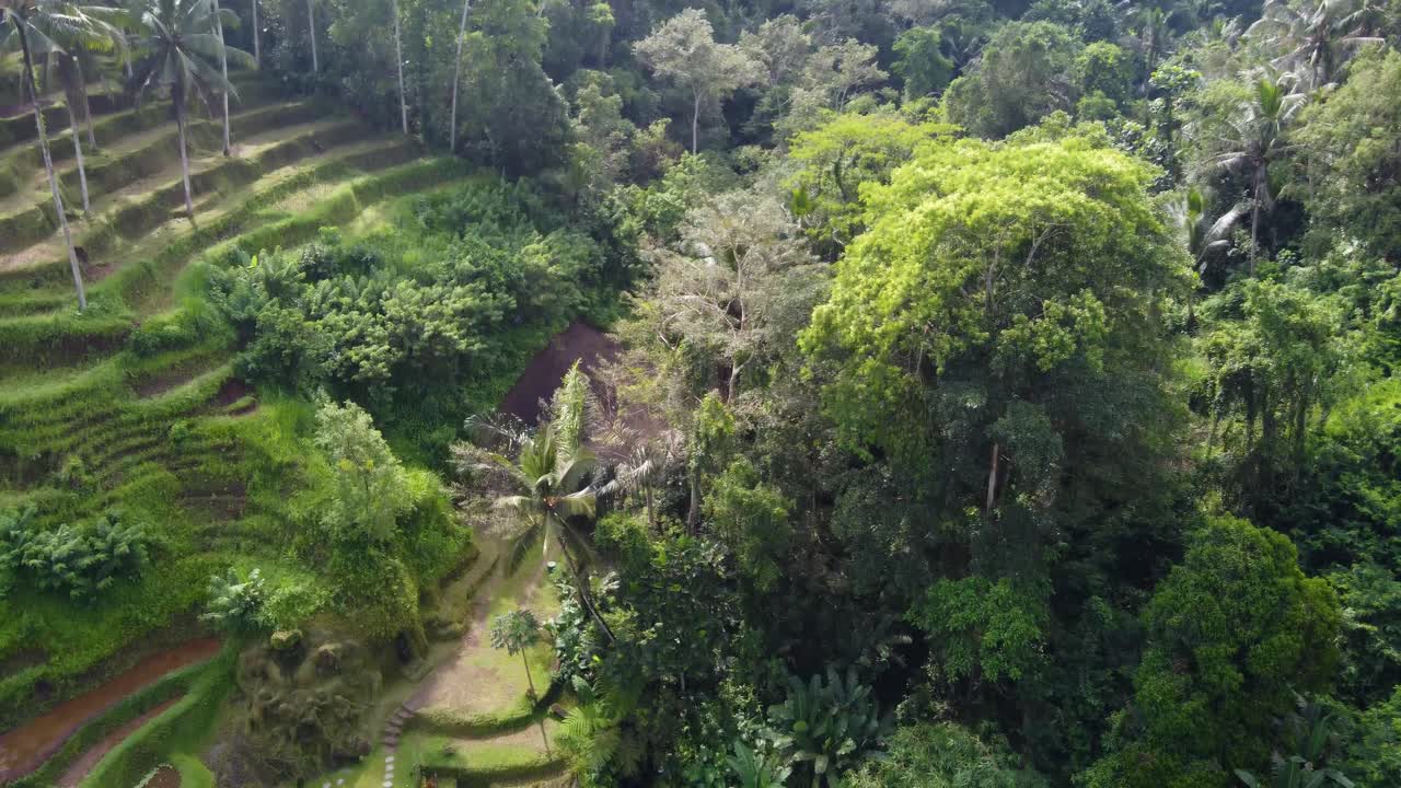 piscina de varios niveles del club diurno por encima de las terrazas de arroz en la naturaleza de bali, disparo de avión no tripulado