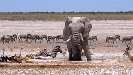 elephants surrounded by zebras and gazelles in etosha national park