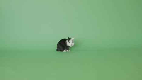 a cute rabbit on the green screen