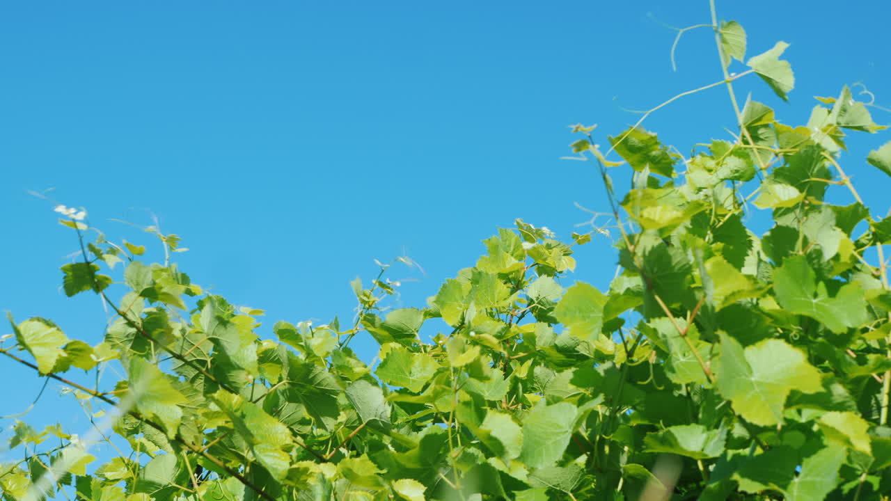 포도 나무는 푸른 하늘 낮은 각도 샷에 대 한 바람에 흔들리고