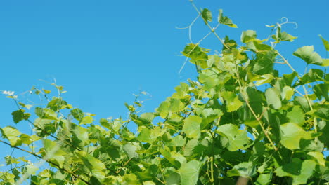 Grapevine-Sways-In-The-Wind-Against-A-Blue-Sky-Low-Angle-Shot