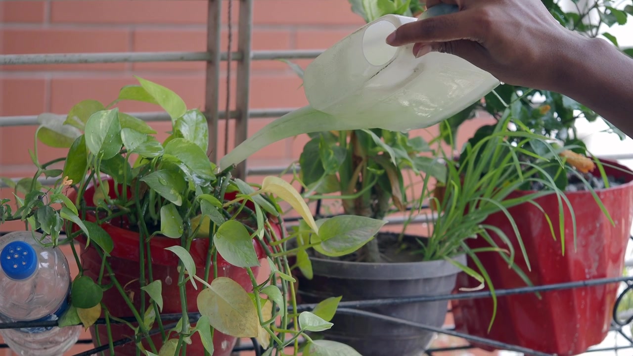 Person Watering Potted Plants on a Balcony