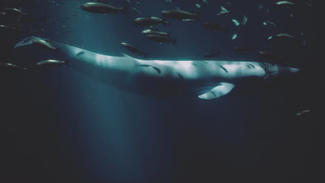 una gran ballena nada a través del profundo océano azul, rodeada por un grupo de peces