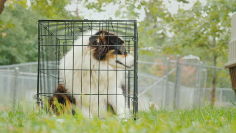 Trauriger-Hund-In-Einem-Käfig