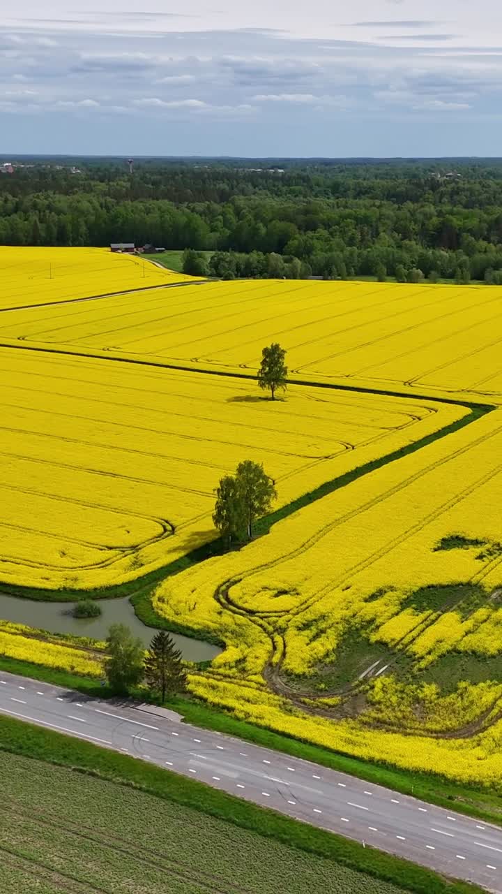 Vertical aerial drone view of blooming yellow rapeseed field along scenic countryside road in spring