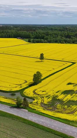 vertical aerial drone view of blooming yellow rapeseed field along scenic countryside road in spring