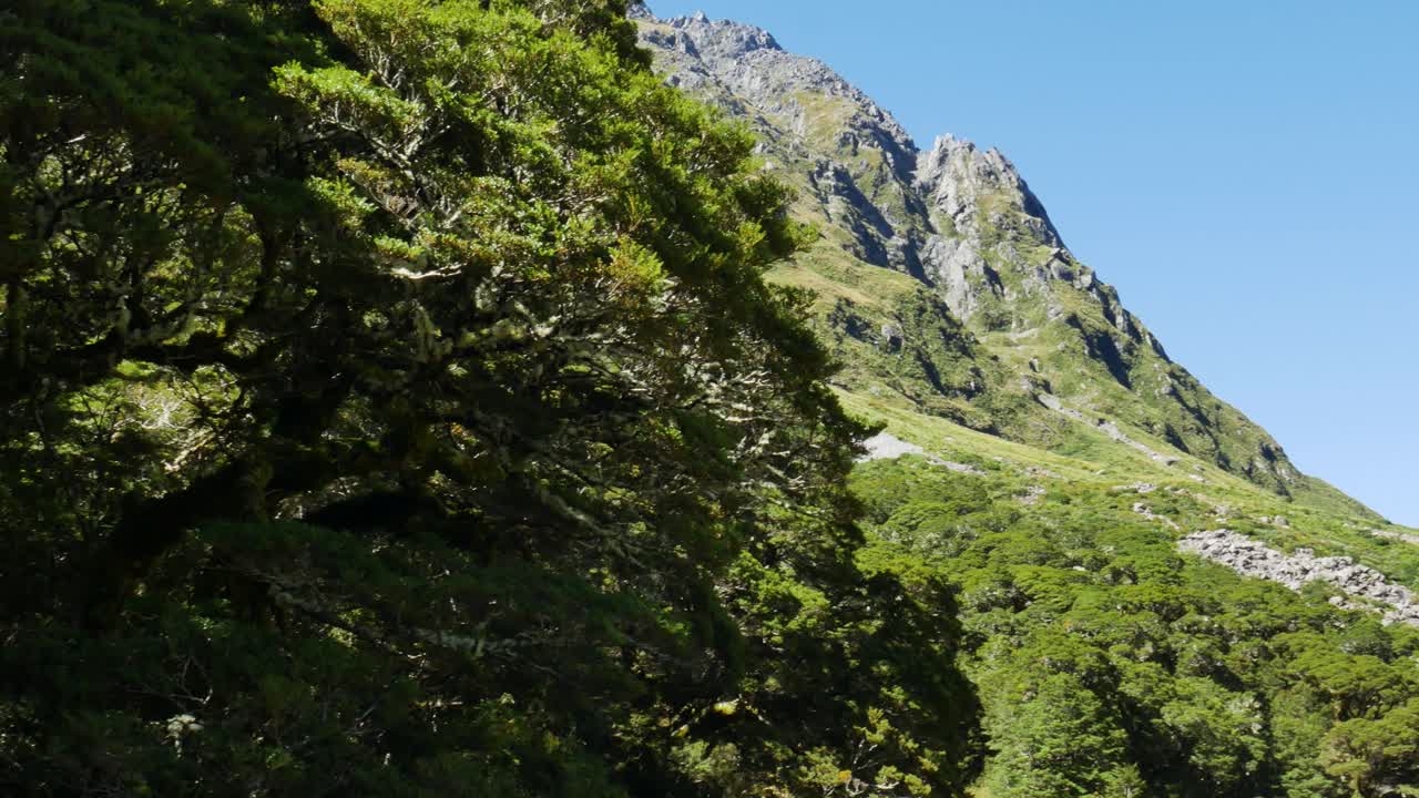 toma panorámica de una enorme cadena montañosa cubierta de plantas verdes contra el cielo azul durante el día de verano - parque nacional fiordland en nueva zelanda