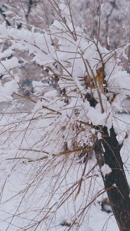 broken tree with thick snow layer on thin branches against bushy white park after snowfall on cold cay close view