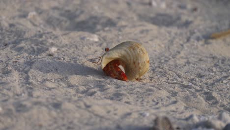 el cangrejo ermitaño rojo camina por la playa de arena