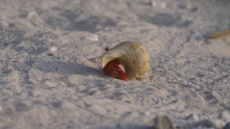 red hermit crab walks on sandy beach