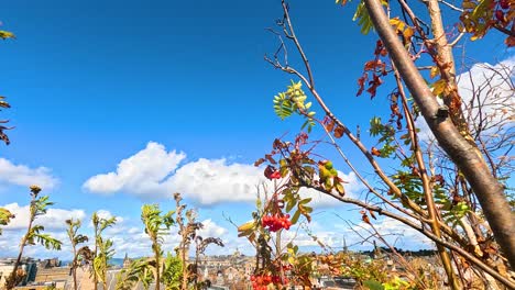 edinburgh rooftop view with autumn colors