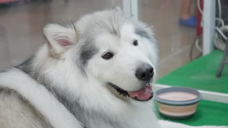 a happy fluffy alaskan malamute dog lying indoors, looking at the camera with a joyful expression