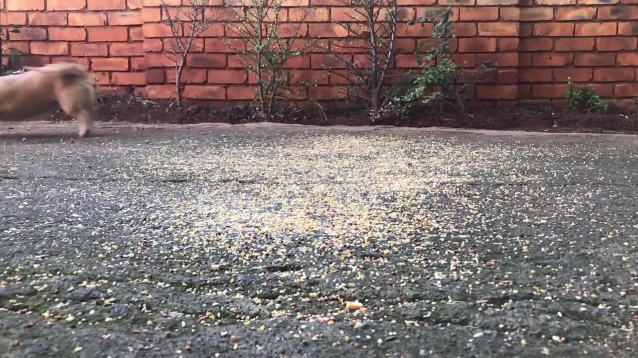 Dog chasing birds in the driverway