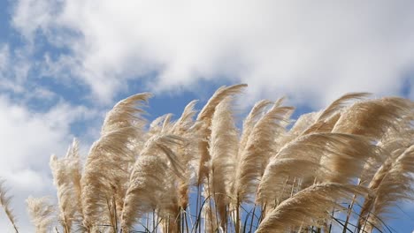 hierba esponjosa contra un cielo nublado