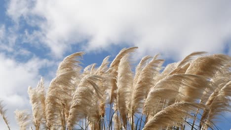 fluffy grass against a cloudy sky