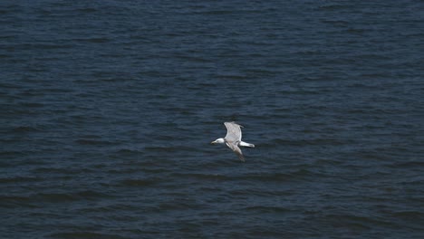 down view of a seagull flying over a deep dark north sea water
