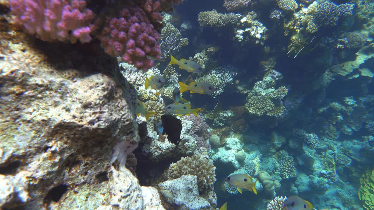 el océano y los corales, peces tropicales de colores.