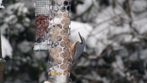 Slow-motion-of-a-Nuthatch-analysing-a-fat-ball-bird-feeder-and-surveying-the-surrounding-wintry-snowy-garden-scene