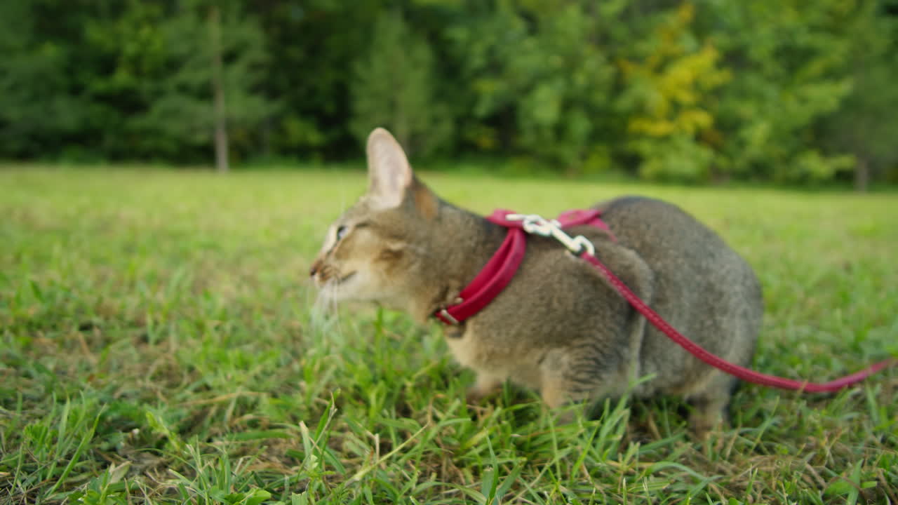 Small pretty cat walking in the park with young woman owner. Close-up of kitty on green grass. Nature