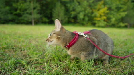 small pretty cat walking in the park with young woman owner. close-up of kitty on green grass. nature
