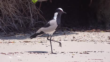 A-blacksmith-lapwing-bird-chirps-and-protects-its-babies-along-a-beach-near-Cape-Town-South-Africa