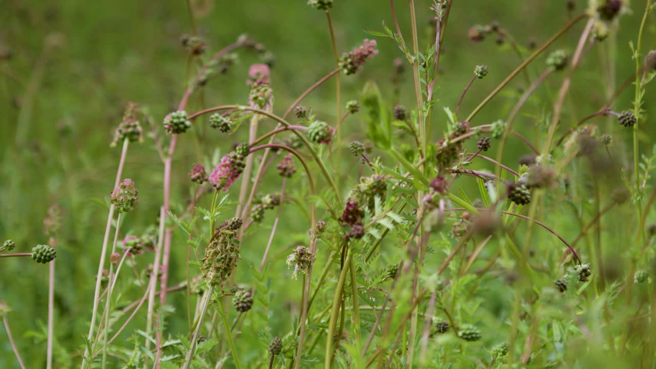 primer plano de varias flores silvestres y brotes en un prado verde y exuberante durante la primavera