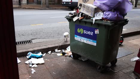 pájaro registrando en la basura en la calle de la ciudad