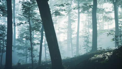 morning-fog-in-deep-forest