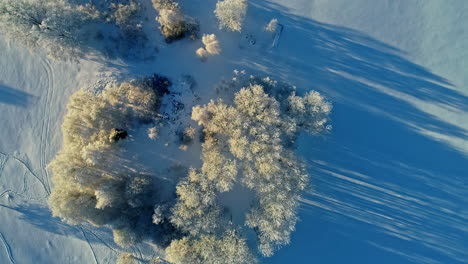 Schneebedeckte-Bäume-Mit-Schatten-Auf-Verschneiter-Landschaft-Bei-Sonnenaufgang-Im-Winter