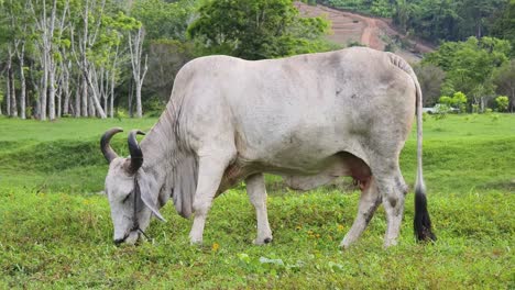 white cow grazing in a field