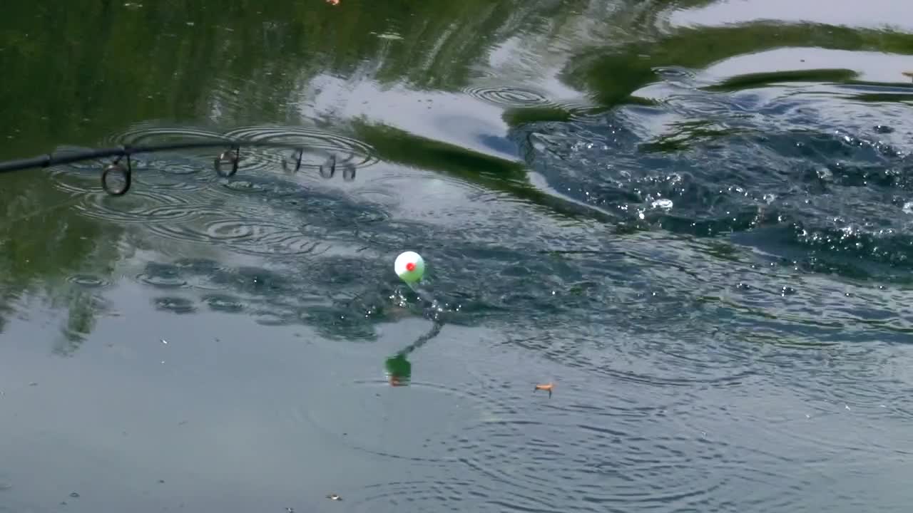 Caught Fish Flopping While Being Reeled In. Handheld Shot