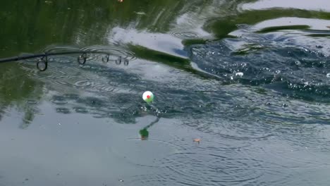 caught fish flopping while being reeled in. handheld shot