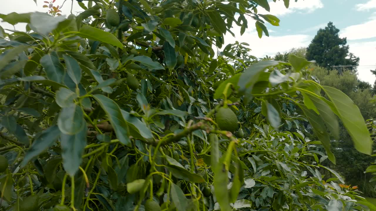 drone se acerca a un árbol de aguacate con muchas frutas en granjas orgánicas y sostenibles