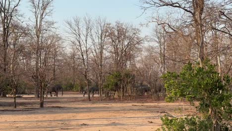 a herd of african bush elephants (loxodonta africana) walking in the forest in liwonde national park, malawi.
