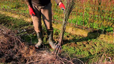 the botanist uprooted the saplings