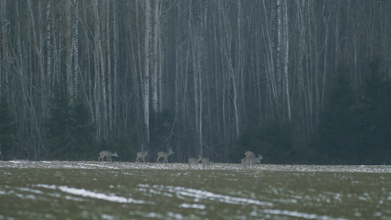 European roe deer flock eating on rape raps field in evening dusk
