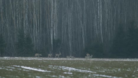 european roe deer flock eating on rape raps field in evening dusk