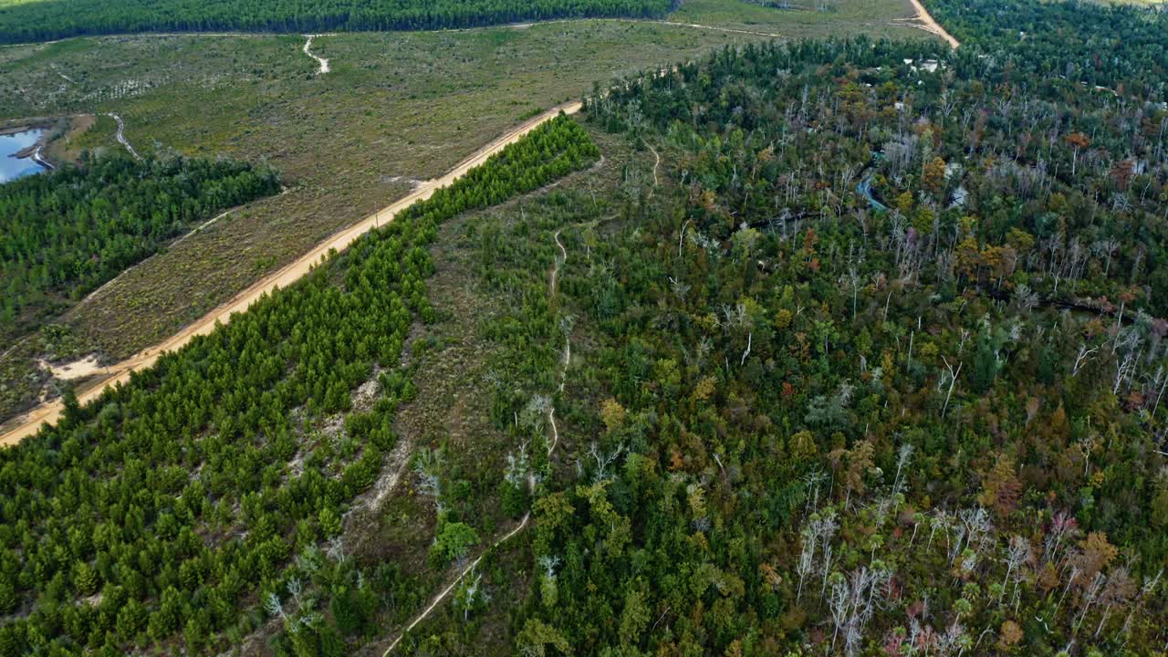 Subtropical forest near Pitt and Sylvan Springs, Florida, showing the natural contrast between dense woodland and open terrain divided by a rural dirt road and surrounding wetland