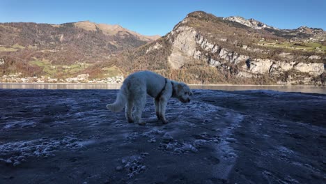 dog outdoor walk labradoodle cream fur pet animal walensee lake switzerland alpine nature