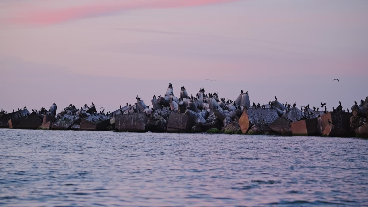Cormorants resting on massive wave breakers glowing under pink Baltic sky